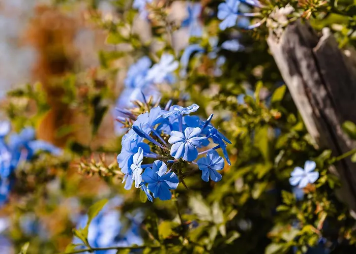 Julie's Luxury Agia Anna (Naxos)