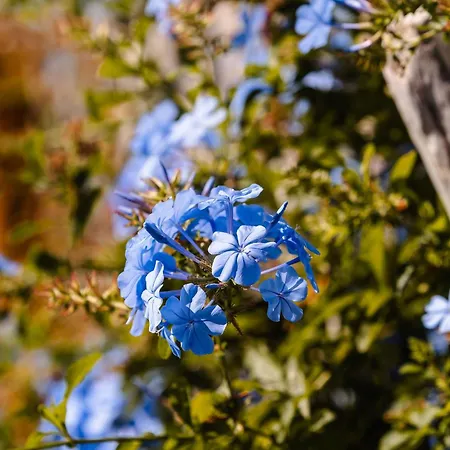 Julie's Luxury Agia Anna (Naxos)